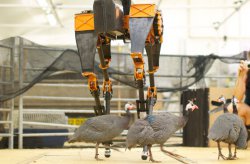Робот-бегун ATRIAS может стать самым быстрым двуногим роботом в мире